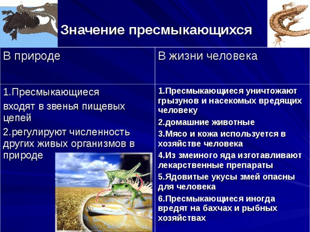  Значение пресмыкающихся В природе В жизни человека 1.Пресмыкающиеся входят в звенья пищевых цепей 2.регулируют численность других живых организмов в природе 1.Пресмыкающиеся уничтожают грызунов и насекомых вредящих человеку 2.домашние животные 3.Мясо и кожа используется в хозяйстве человека 4.Из змеиного яда изготавливают лекарственные препараты 5.Ядовитые укусы змей опасны для человека 6.Пресмыкающиеся иногда вредят на бахчах и рыбных хозяйствах 