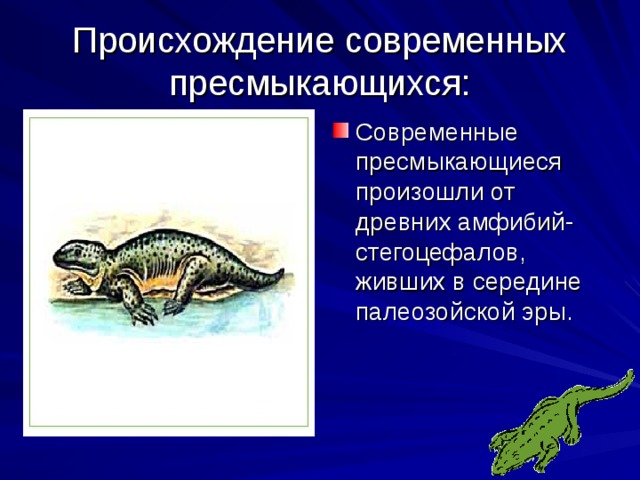 Происхождение современных пресмыкающихся: Современные пресмыкающиеся произошли от древних амфибий-стегоцефалов, живших в середине палеозойской эры. 