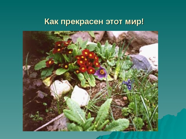 Как прекрасен этот мир! 
