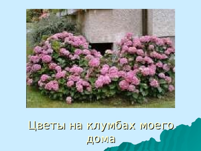 Цветы на клумбах моего дома 