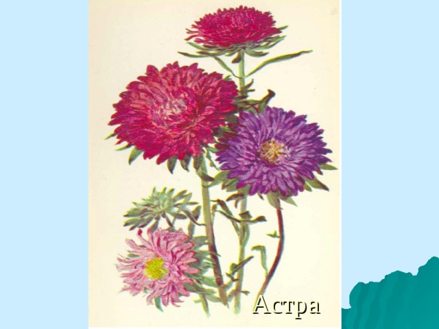 Астра 