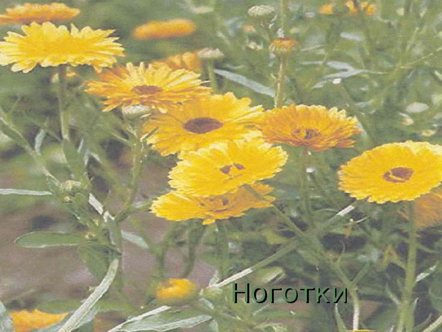Ноготки 