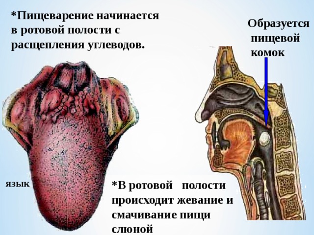 *Пищеварение начинается в ротовой полости с расщепления углеводов. Образуется  пищевой  комок язык *В ротовой полости происходит жевание и смачивание пищи слюной 
