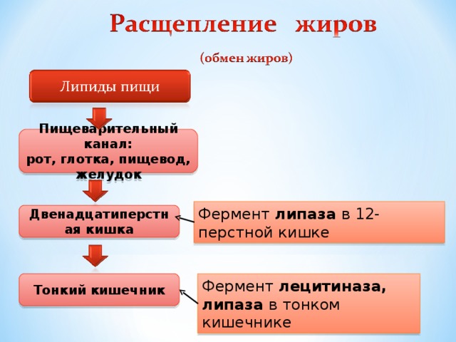 Пищеварительный канал: рот, глотка, пищевод, желудок Фермент липаза в 12-перстной кишке Двенадцатиперстная кишка Тонкий кишечник Фермент лецитиназа, липаза в тонком кишечнике 