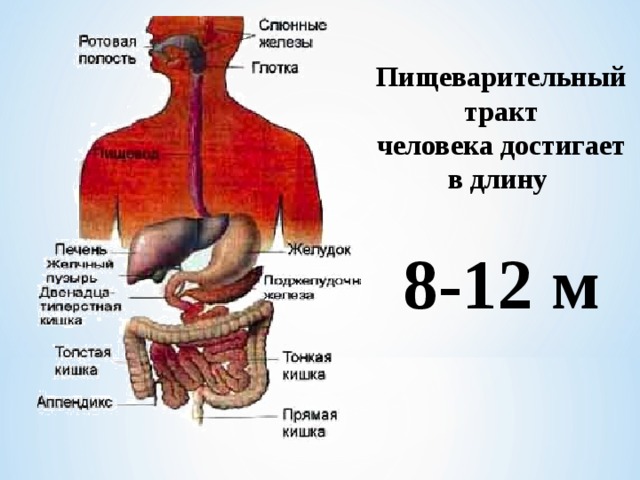 Пищеварительный тракт человека достигает в длину  8-12 м 