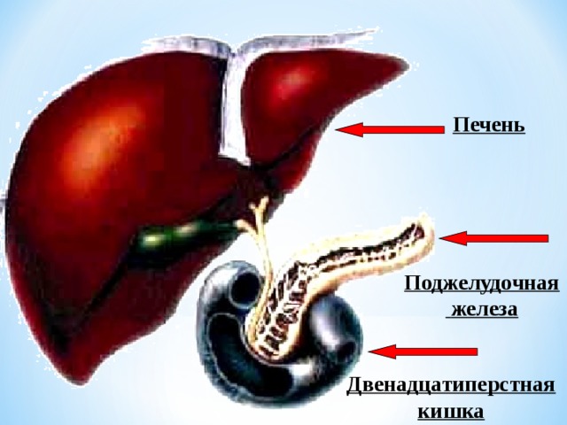 Печень Поджелудочная  железа Двенадцатиперстная кишка  