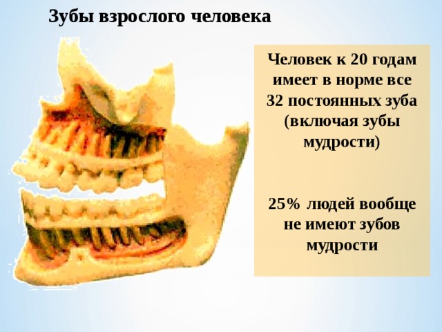 Зубы взрослого человека Человек к 20 годам имеет в норме все 32 постоянных зуба (включая зубы мудрости)   25% людей вообще не имеют зубов мудрости  