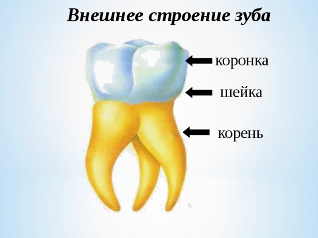 Внешнее строение зуба коронка шейка корень 
