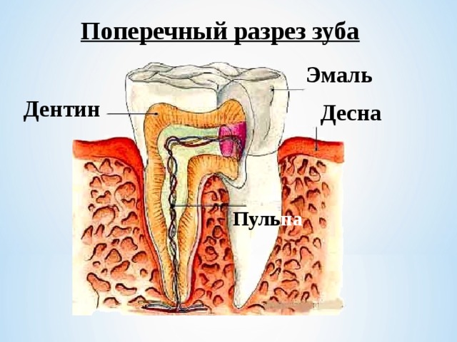 Поперечный разрез зуба Эмаль Дентин Десна Пуль па 