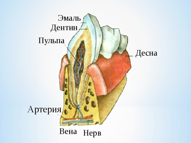 Эмаль Дентин Пульпа Десна Артерия Вена Нерв 