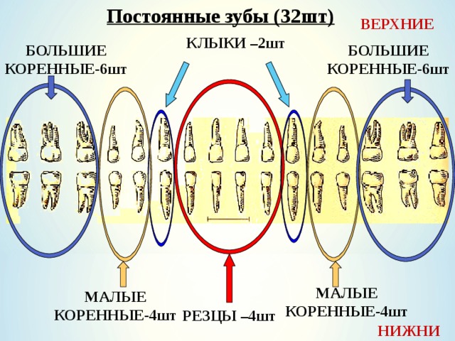 Постоянные зубы (32шт) ВЕРХНИЕ КЛЫКИ –2шт БОЛЬШИЕ КОРЕННЫЕ-6шт БОЛЬШИЕ КОРЕННЫЕ-6шт МАЛЫЕ КОРЕННЫЕ-4шт МАЛЫЕ КОРЕННЫЕ-4шт РЕЗЦЫ –4шт НИЖНИЕ 