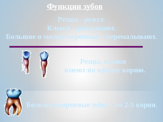Функции зубов Резцы - режут. Клыки – разрывают. Большие и малые коренные – перемалывают.  Резцы, клыки имеют по одному корню.  Большие коренные зубы – по 2-3 корня . 