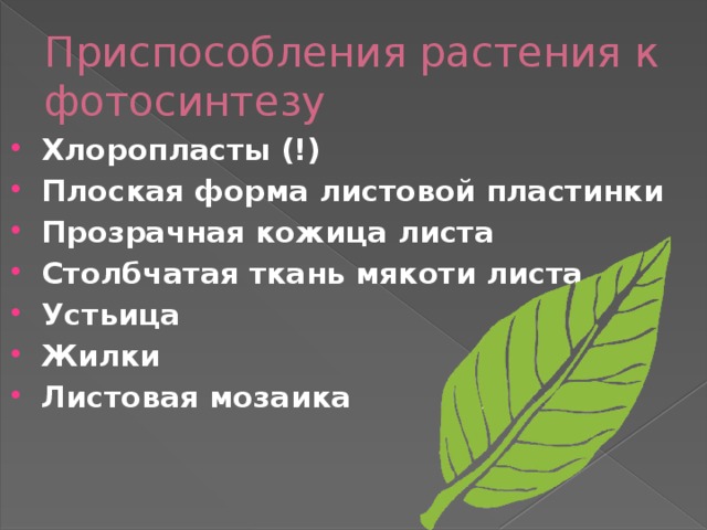 Приспособления растения к фотосинтезу Хлоропласты (!) Плоская форма листовой пластинки Прозрачная кожица листа Столбчатая ткань мякоти листа Устьица Жилки Листовая мозаика 