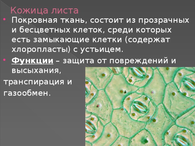 Кожица листа Покровная ткань, состоит из прозрачных и бесцветных клеток, среди которых есть замыкающие клетки (содержат хлоропласты) с устьицем. Функции – защита от повреждений и высыхания, транспирация и газообмен. 