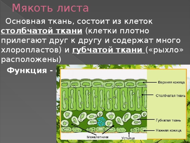 Мякоть листа  Основная ткань, состоит из клеток столбчатой ткани (клетки плотно прилегают друг к другу и содержат много хлоропластов) и губчатой ткани («рыхло» расположены)  Функция - фотосинтез 