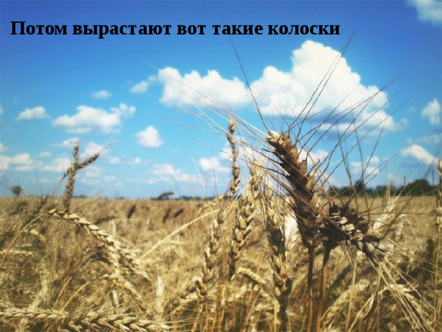 Потом вырастают вот такие колоски 