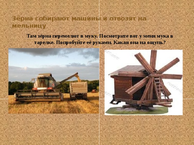 Зёрна собирают машины и отвозят на мельницу   Там зёрна перемелют в муку. Посмотрите вот у меня мука в тарелке. Попробуйте её руками. Какая она на ощупь? 