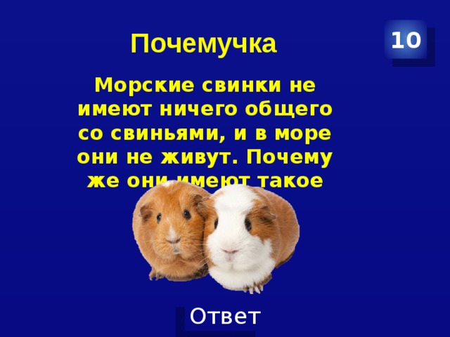 Почемучка 10 Морские свинки не имеют ничего общего со свиньями, и в море они не живут. Почему же они имеют такое название? 
