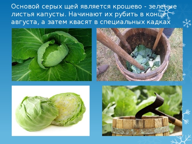 Основой серых щей является крошево - зеленые листья капусты. Начинают их рубить в конце августа, а затем квасят в специальных кадках 