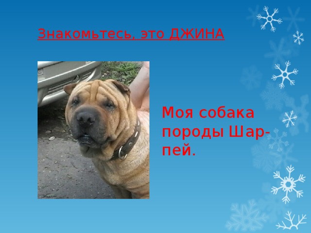 Знакомьтесь, это ДЖИНА   Моя собака породы Шар-пей. 