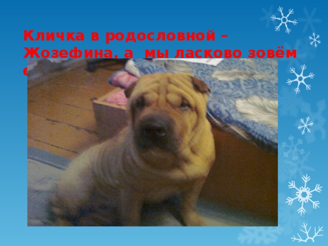 Кличка в родословной – Жозефина, а мы ласково зовём её Джина. Ей семь лет.   