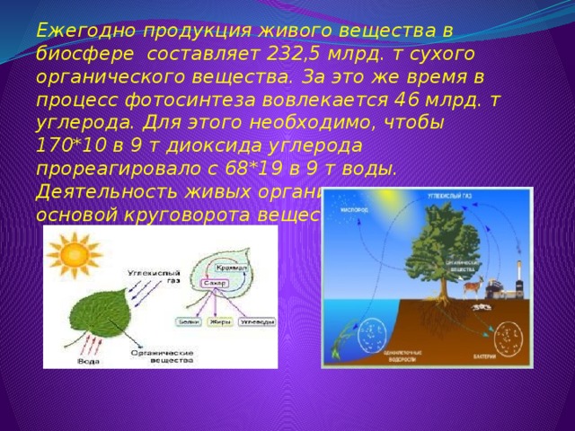 Ежегодно продукция живого вещества в биосфере составляет 232,5 млрд. т сухого органического вещества. За это же время в процесс фотосинтеза вовлекается 46 млрд. т углерода. Для этого необходимо, чтобы 170*10 в 9 т диоксида углерода прореагировало с 68*19 в 9 т воды. Деятельность живых организмов служит основой круговорота веществ в природе. 