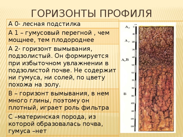 Горизонты профиля А 0- лесная подстилка А 1 – гумусовый перегной , чем мощнее, тем плодороднее А 2- горизонт вымывания, подзолистый. Он формируется при избыточном увлажнении в подзолистой почве. Не содержит ни гумуса, ни солей, по цвету похожа на золу. В – горизонт вымывания, в нем много глины, поэтому он плотный, играет роль фильтра С –материнская порода, из которой образовалась почва, гумуса –нет 