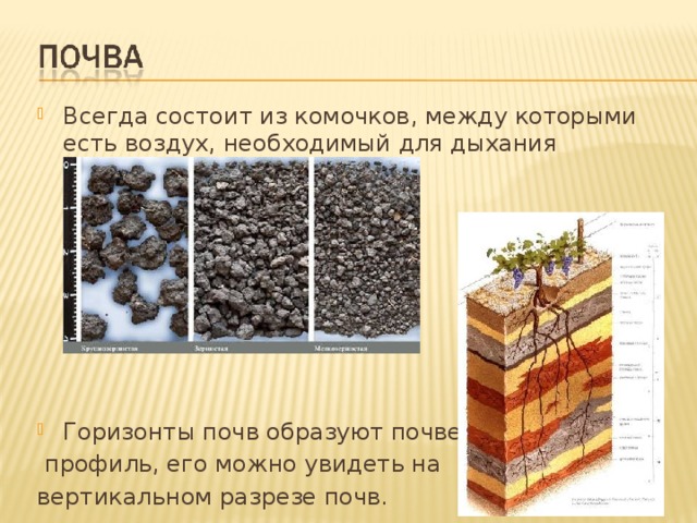 Всегда состоит из комочков, между которыми есть воздух, необходимый для дыхания корней. Горизонты почв образуют почвенный  профиль, его можно увидеть на вертикальном разрезе почв. 