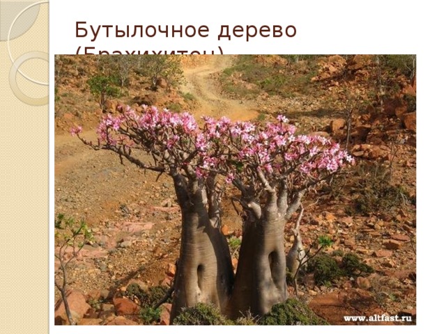 Бутылочное дерево (Брахихитон) 