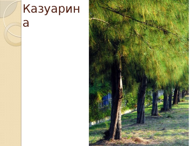 Казуарина 