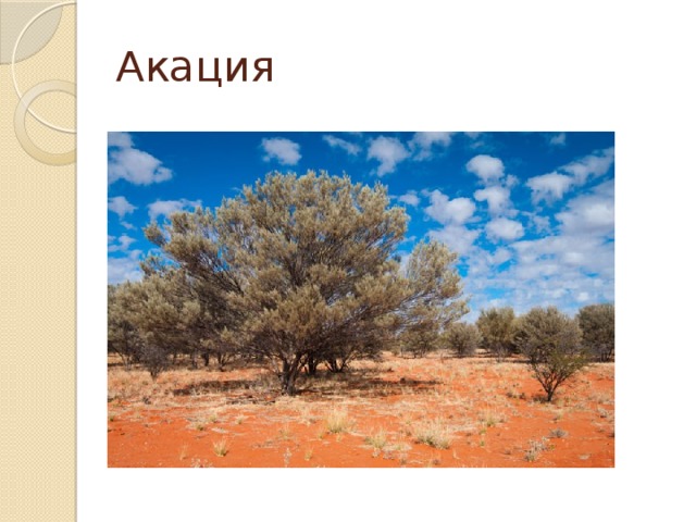 Акация 