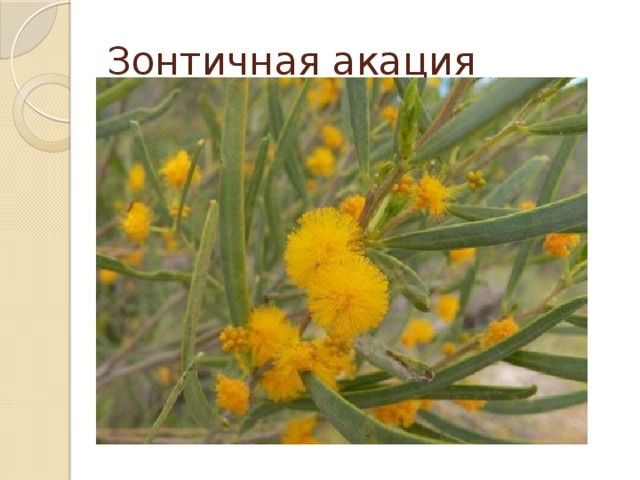 Зонтичная акация 