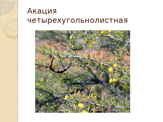 Акация четырехугольнолистная 