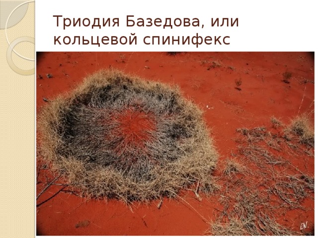 Триодия Базедова, или кольцевой спинифекс 