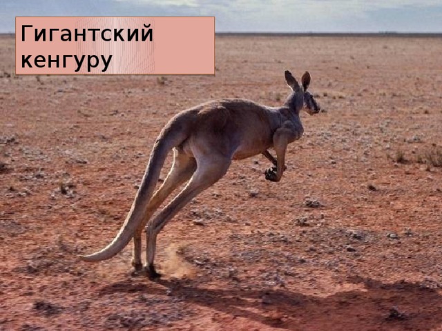 Гигантский кенгуру 