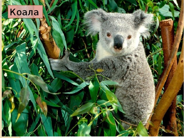 Коала  
