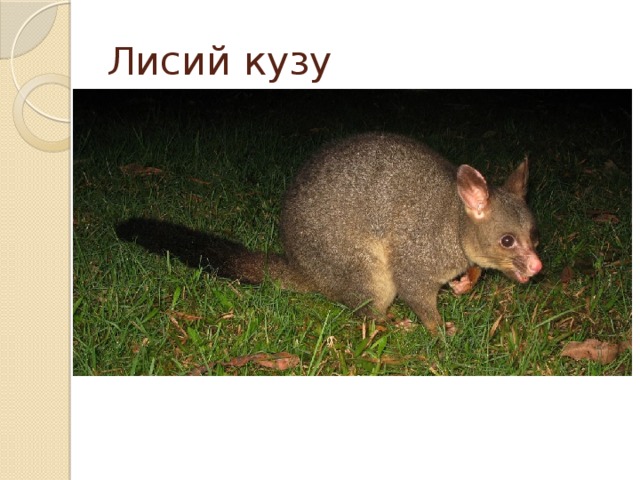 Лисий кузу 