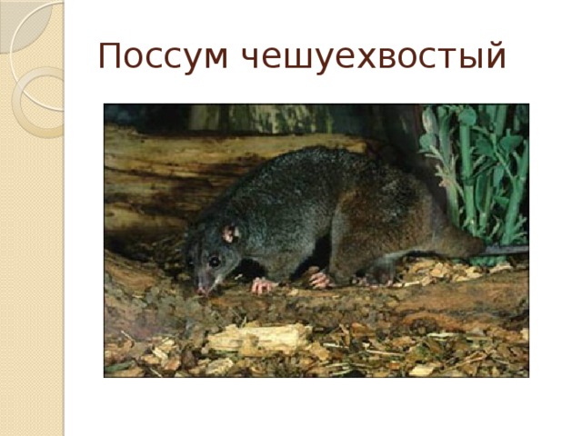 Поссум чешуехвостый 