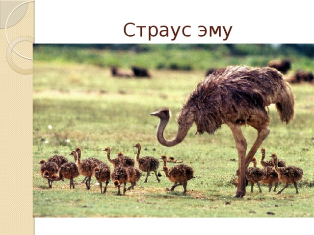 Страус эму 