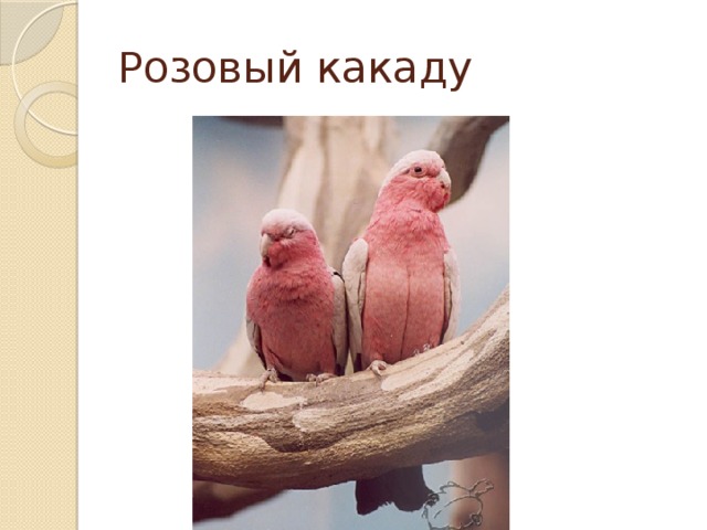 Розовый какаду 