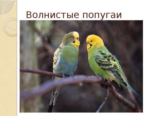Волнистые попугаи 