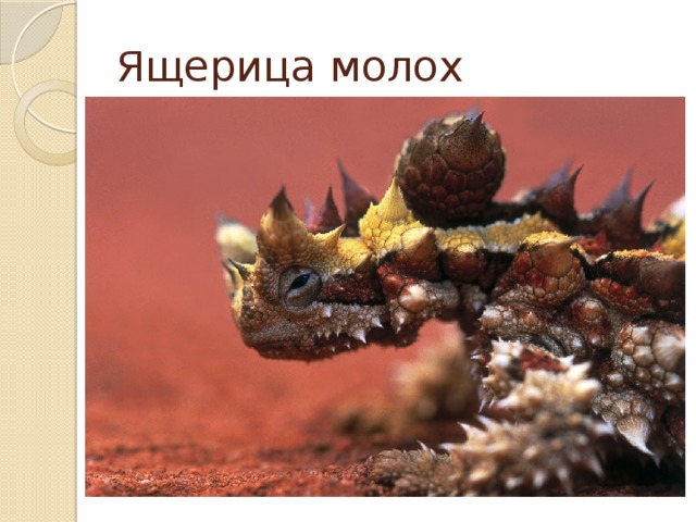 Ящерица молох 