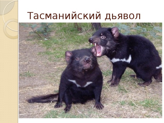 Тасманийский дьявол 