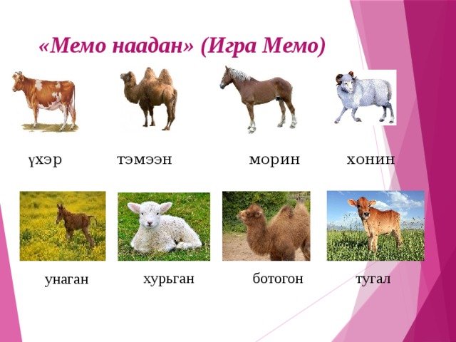 «Мемо наадан» (Игра Мемо) морин хонин тэмээн ү хэр ботогон хурьган тугал унаган 