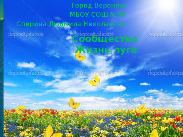 Город Воронеж МБОУ СОШ №56 Спирина Людмила Николаевна Сообщество  Жизнь луга 