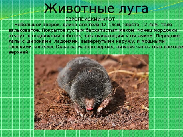 Животные луга  ЕВРОПЕЙСКИЙ КРОТ  Небольшой зверек, длина его тела 12-16см, хвоста – 2-4см. тело вальковатое. Покрытое густым бархатистым мехом. Конец мордочки втянут в подвижный хоботок, заканчивающийся пятачком. Передние лапы с широкими ладонями, вывернутыми наружу, и мощными плоскими когтями. Окраска матово черная, нижняя часть тела светлее верхней. 