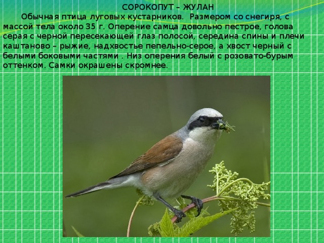  СОРОКОПУТ – ЖУЛАН  Обычная птица луговых кустарников. Размером со снегиря, с массой тела около 35 г. Оперение самца довольно пестрое, голова серая с черной пересекающей глаз полосой, середина спины и плечи каштаново – рыжие, надхвостье пепельно-серое, а хвост черный с белыми боковыми частями . Низ оперения белый с розовато-бурым оттенком. Самки окрашены скромнее. 