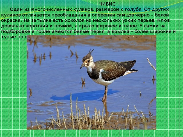  ЧИБИС  Один из многочисленных куликов, размером с голубя. От других куликов отличается преобладания в оперении самцов черно – белой окраски. На затылке есть хохолок из нескольких узких перьев. Клюв довольно короткий и прямой, а крыло широкое и тупое. У самки на подбородке и горле имеются белые перья, а крылья – более широкие и тупые по сравнению с крыльями самца. 