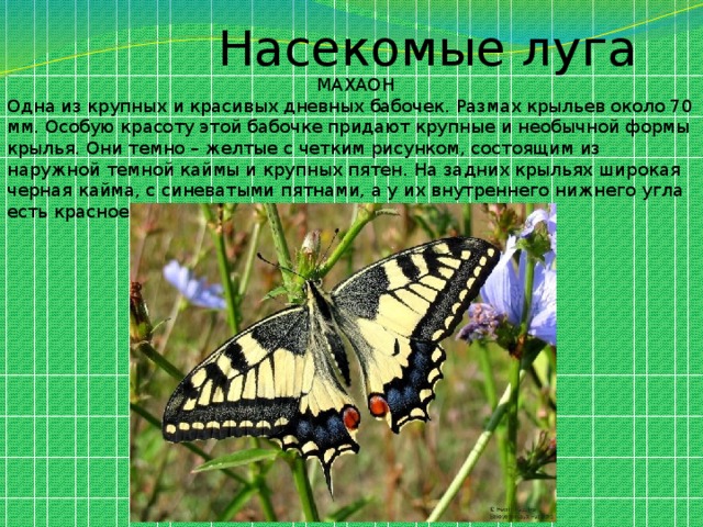  Насекомые луга  МАХАОН Одна из крупных и красивых дневных бабочек. Размах крыльев около 70 мм. Особую красоту этой бабочке придают крупные и необычной формы крылья. Они темно – желтые с четким рисунком, состоящим из наружной темной каймы и крупных пятен. На задних крыльях широкая черная кайма, с синеватыми пятнами, а у их внутреннего нижнего угла есть красное пятно. 