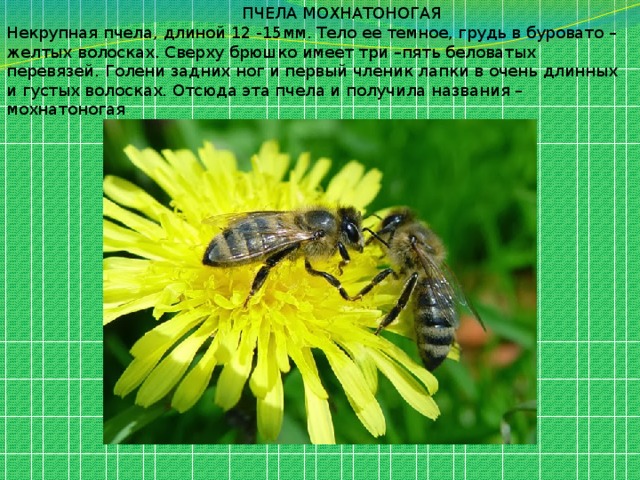  ПЧЕЛА МОХНАТОНОГАЯ Некрупная пчела, длиной 12 -15мм. Тело ее темное, грудь в буровато – желтых волосках. Сверху брюшко имеет три –пять беловатых перевязей. Голени задних ног и первый членик лапки в очень длинных и густых волосках. Отсюда эта пчела и получила названия –мохнатоногая . 